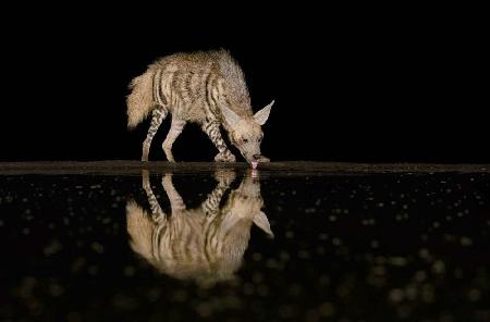 Striped hyena