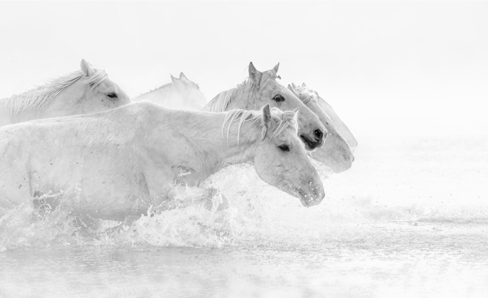 White horses od Jennifer Lu