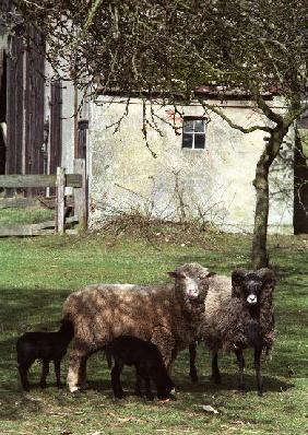 Landwirtschaft (Archivfoto und Text 1991)