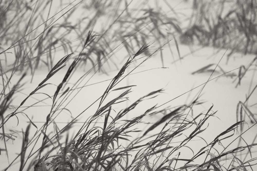 Chilled grass od Jeremy Holthuysen