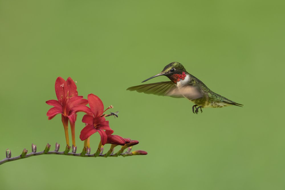 Hummingbird and Bee od Jia Chen
