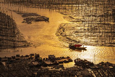 Oyster Beds