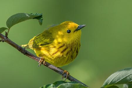 Yellow warbler