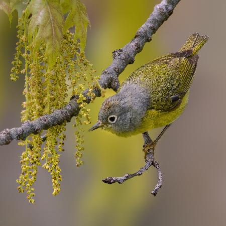 Nashville warbler