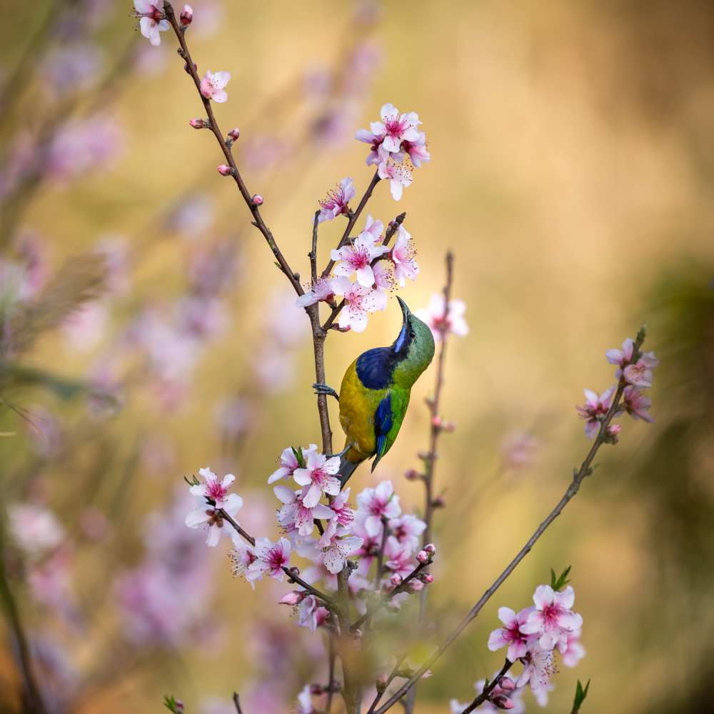 Bird Whispering to the Peach Flower od Jianfeng Wang