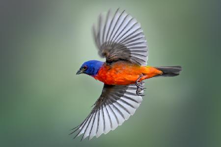 Painted Bunting in Flight