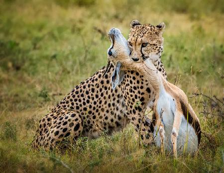 Cheetah hunting