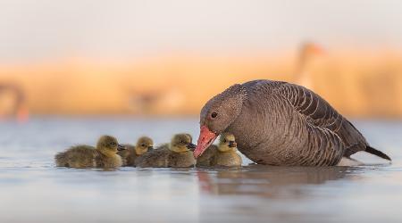 happy family