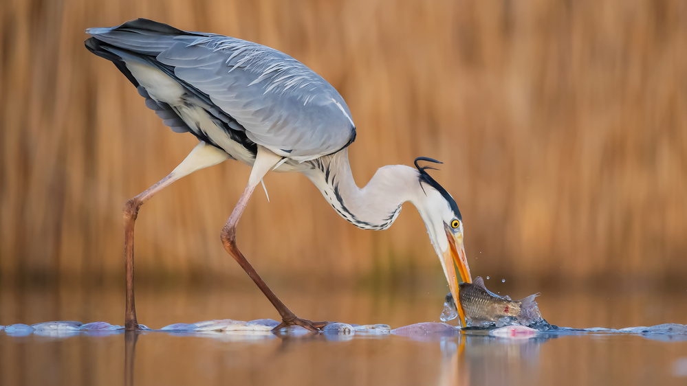 Kiss of  fish od Jie Fischer