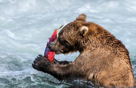 Sashimi for The bear,