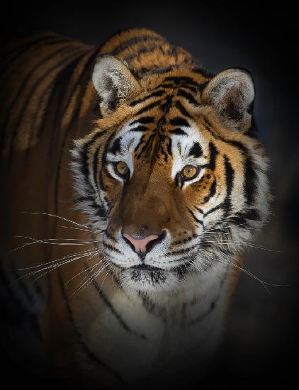 Portrait of a Siberian Tiger