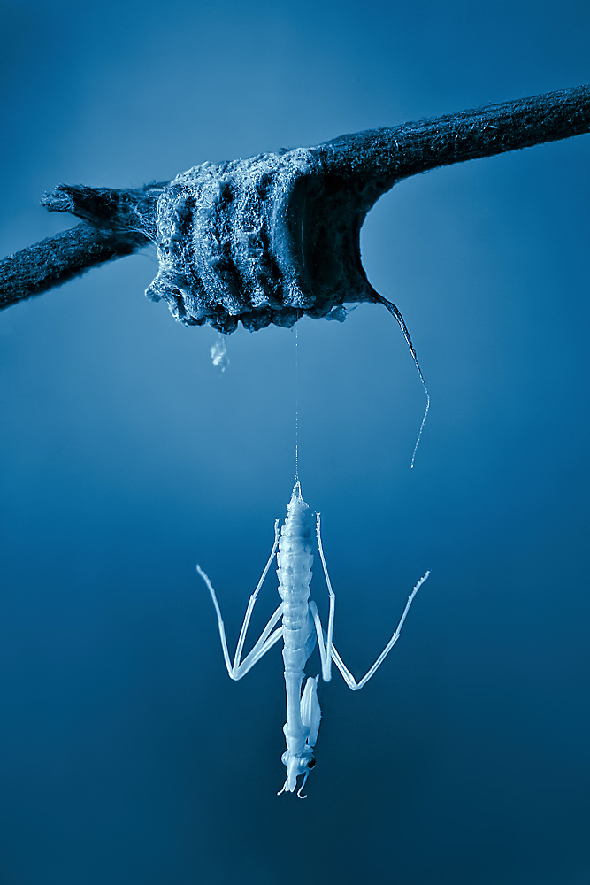 Birth of a mantis od Jimmy Hoffman