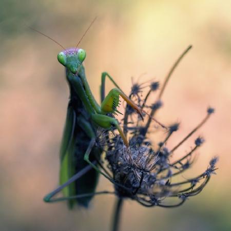 Praying mantis