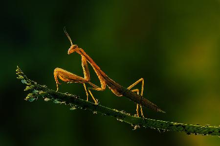 Mantis and aphids