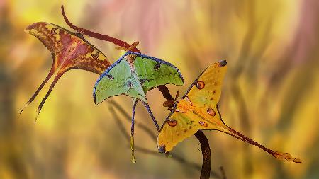 Moon moths