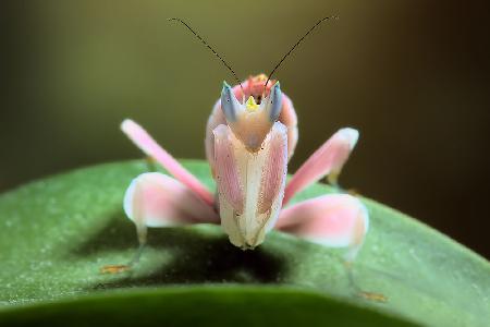 Orchid mantis