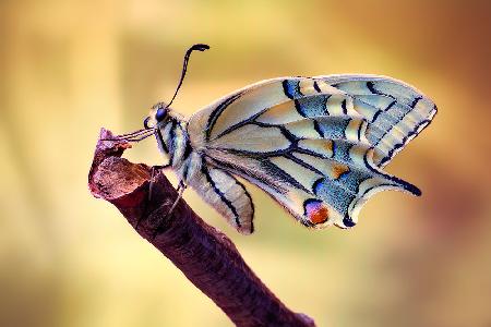 Basking