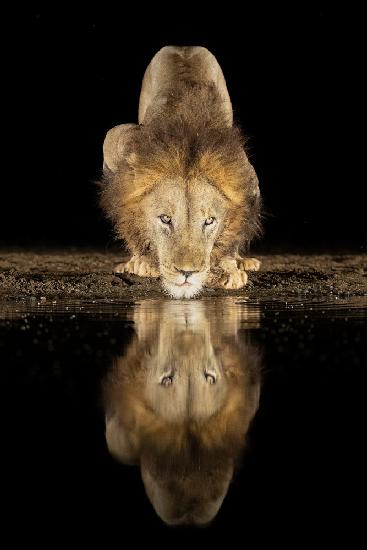 Lion drinking at night