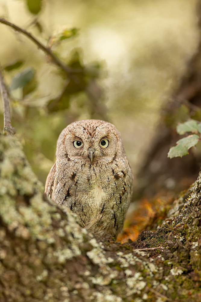 Scops owl od Joan Gil Raga