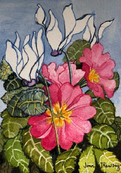 Cyclamen and Primrose