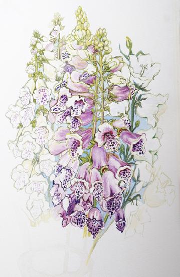 Foxgloves and White Campanulas