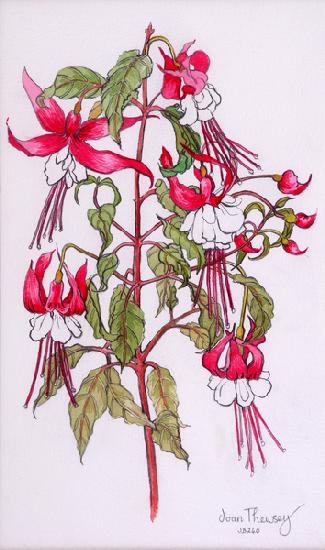 Fuchsias