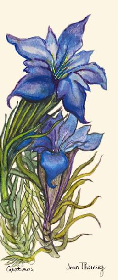 Gentians