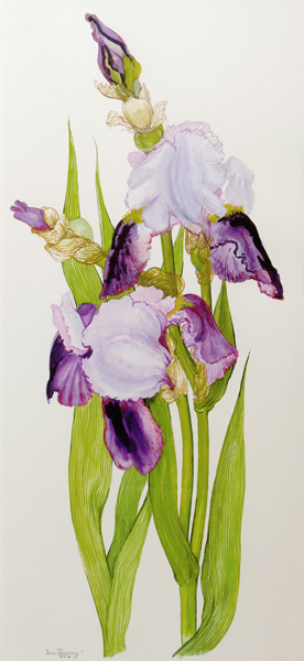 Mauve and purple irises with two buds od Joan  Thewsey