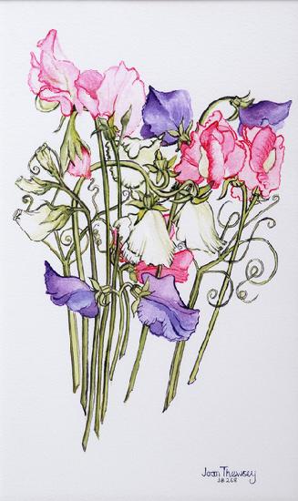 Ten Sweet Peas with Tendrils