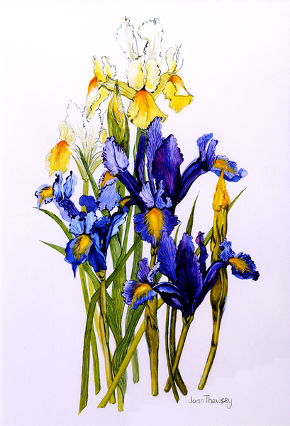 Three Purple and Two Yellow Iris with Buds od Joan  Thewsey