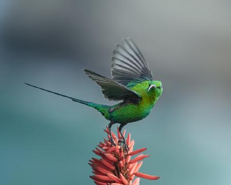 The sunbird