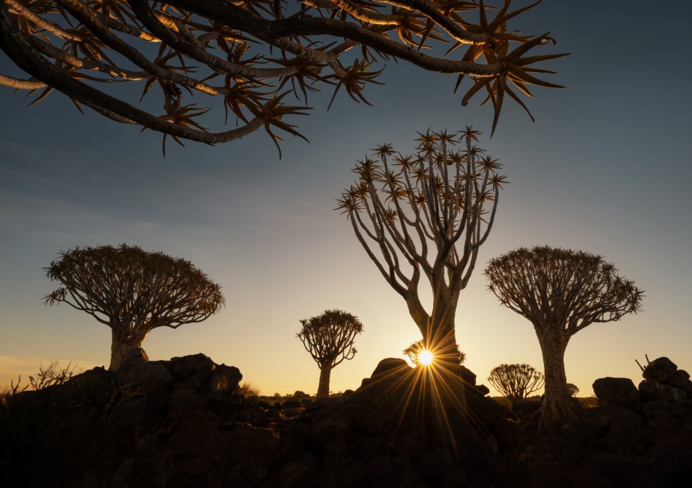 The Quiver trees in Namibia od Joan Zhang