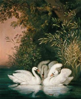 Swans