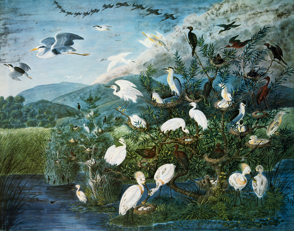 Vogelleben in einem ungarischen Sumpf od Johann Friedrich Naumann