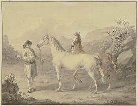 Arabian horses