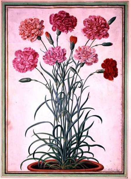 Carnations growing from a pot, plate 25 from the Nassau Florilegium  on od Johann Jakob Walther