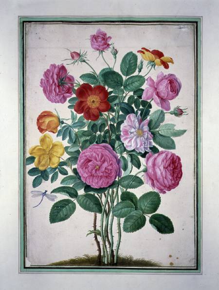 Roses, plate 4 from the Nassau Florilegium  on od Johann Jakob Walther