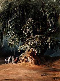 An Ahuehuete tree.