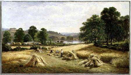 Gathering the Golden Grain near Bishopsteignton, Plymouth od John Barrett