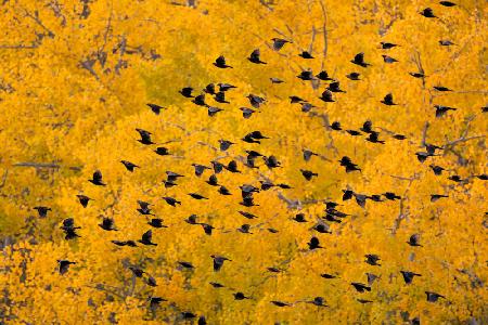 Flying into the Forest