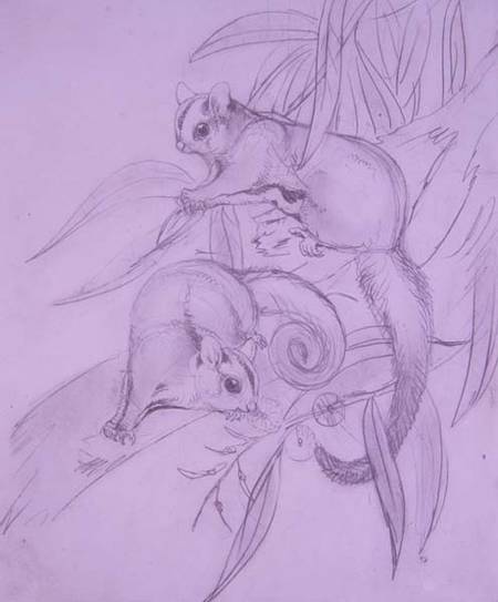 Gliding Possums (pencil) od John Gould