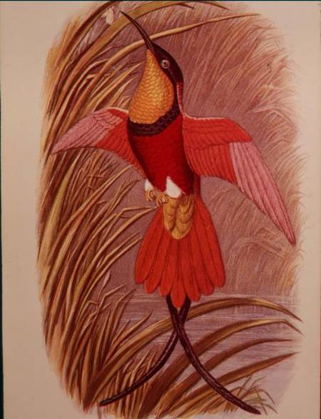 Humming Bird: Crimson Topaz, plate 23 from 'Cassell's Book of Birds' od John Gould