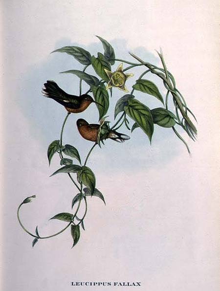 Leucippus Fallax od John Gould