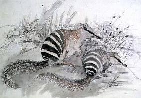 Banded Anteater