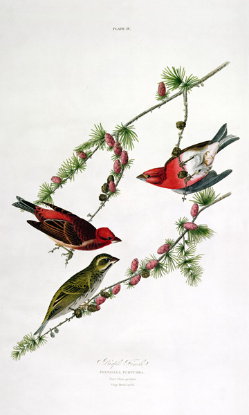 Purple Finch, from 'Birds of America', engraved by William Home (1788-1859) (coloured engraving) od John James Audubon