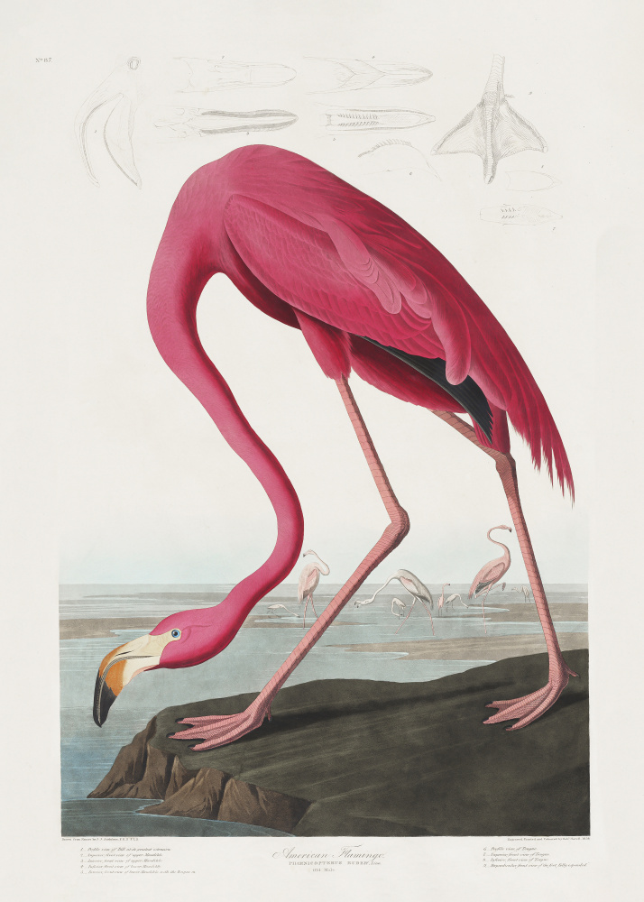 Pink Flamingo From Birds of America (1827) od John James Audubon