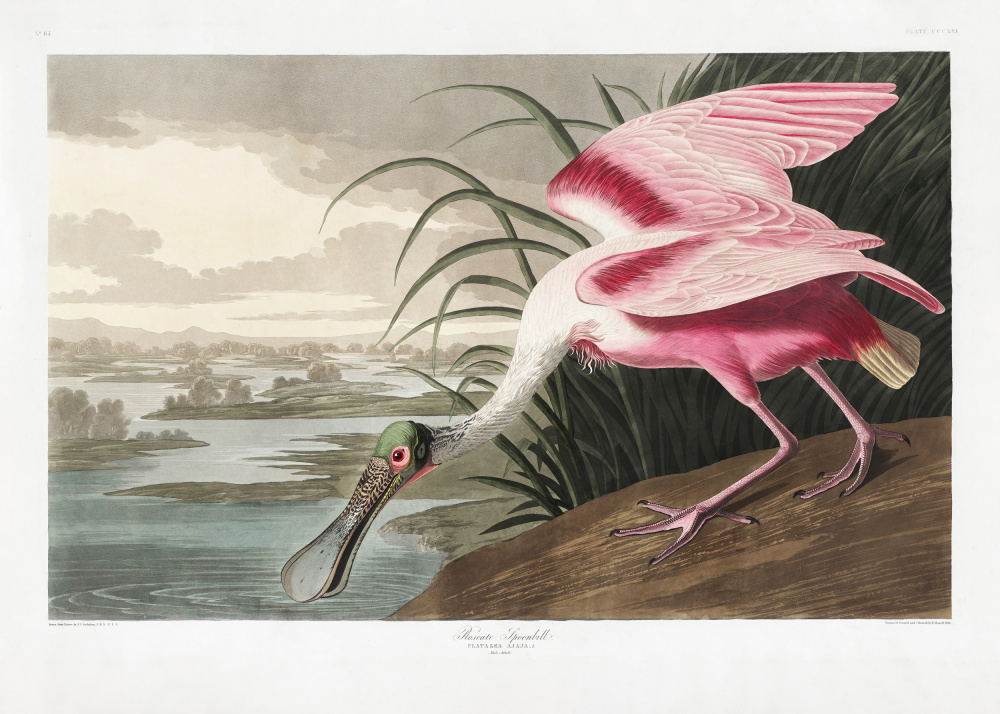 Roseate Spoonbill From Birds of America (1827) od John James Audubon