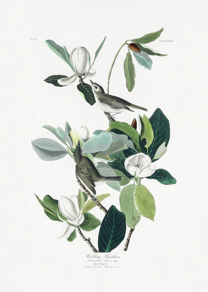 Warbling Flycatcher From Birds of America (1827) od John James Audubon