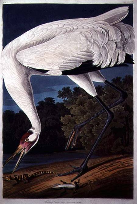 Whooping Crane, from 'Birds of America' od John James Audubon