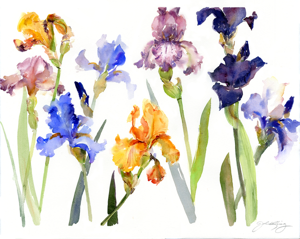 Iris od John Keeling